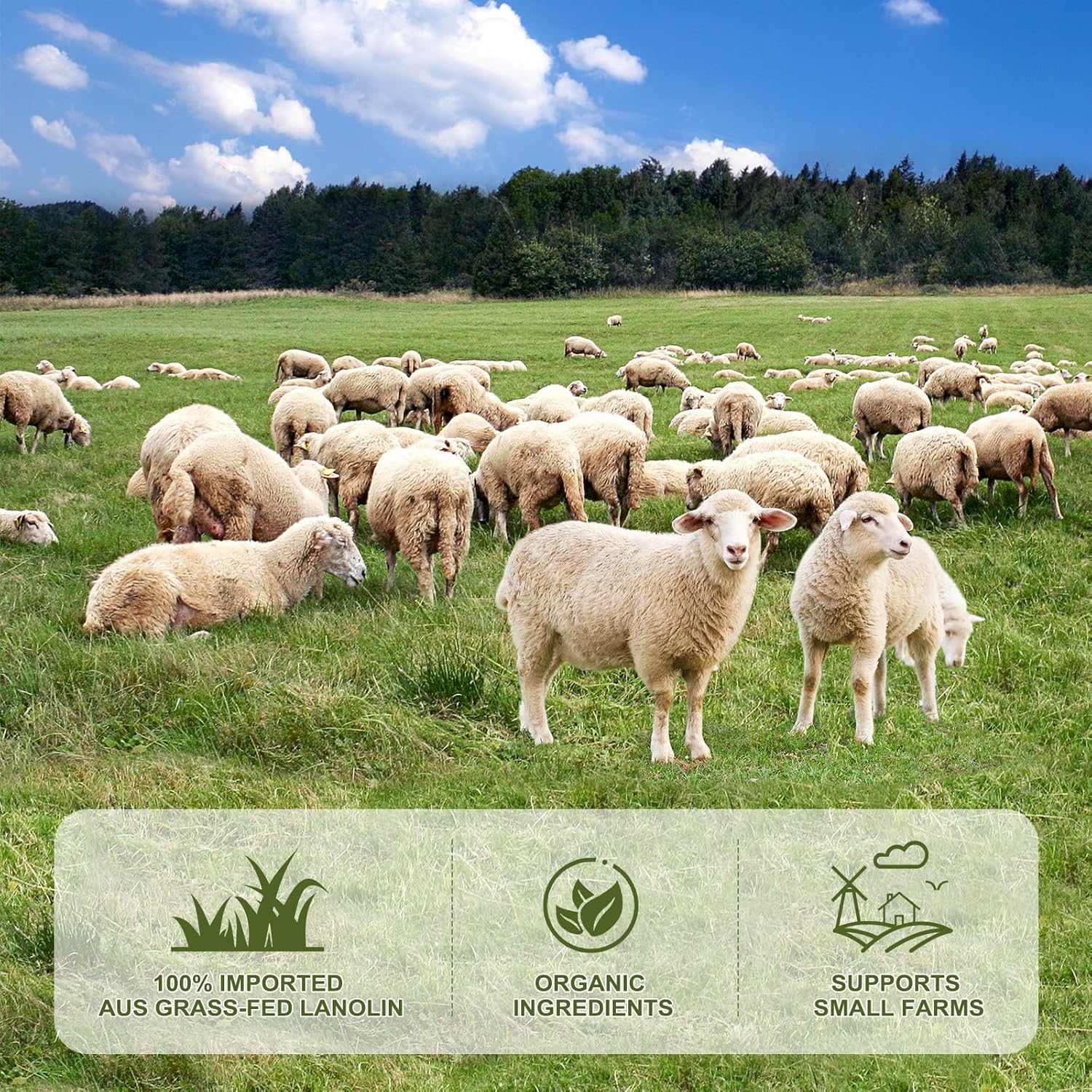 CHIALING Handmade Lanolin - 100% Pure Natural Australian Lanolin Cream - Made in USA - USP Grade Moisturizer for Dry/Cracked Skin, Nipple Discomfort, Lip Hydration & Eczema | Unscented, Additive-Free(3.5 oz)