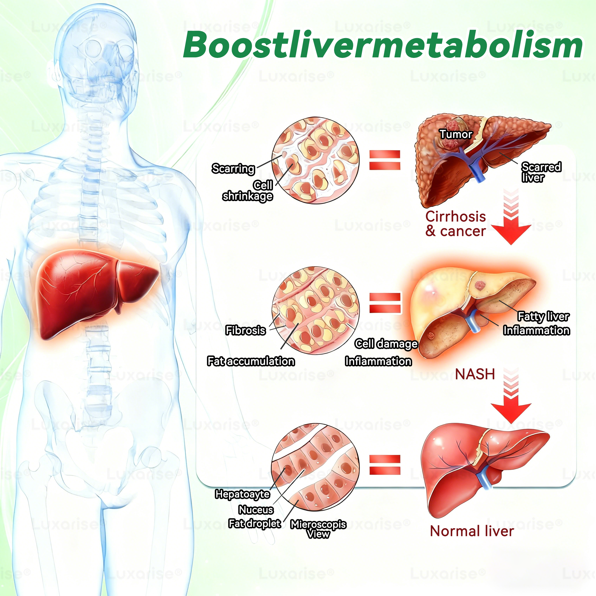 EELHOE Moringa & Berberine 10-IN-1 Advanced Nano Microneedle Patch